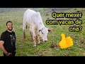 5 DICAS PARA QUEM QUER MEXER COM VACAS DE CRIA, e seus lucros!