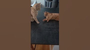 When the catnip kicks in #funny