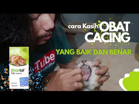 Video: Cara Memberi Kucing Anda Drontal