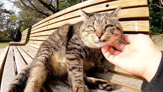 【親方猫】太ったキジトラ猫がベンチに座って立派なお腹のお手入れをする