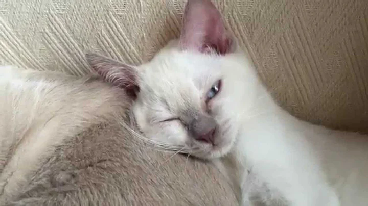 Watch the video about Elinga Tonkinese Cattery - sleepy rainy November morning