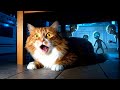 Кот и Инопланетяне Авторская песня 