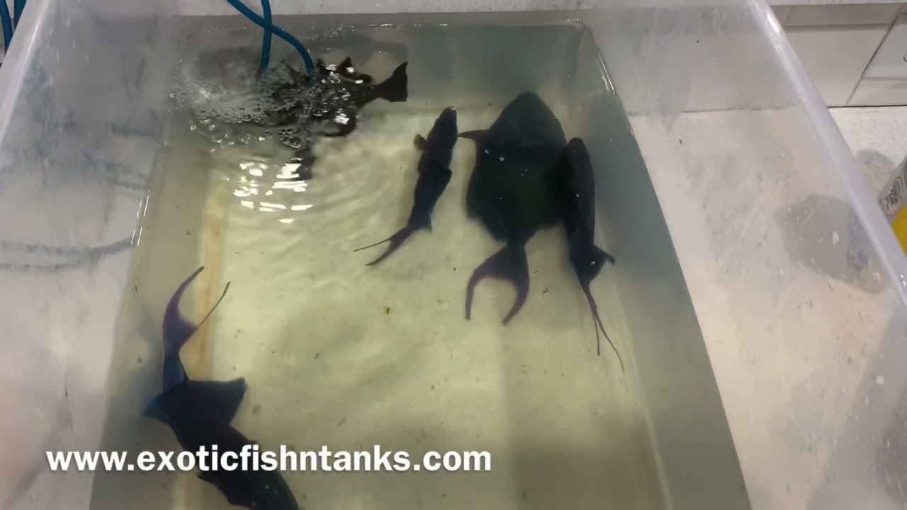 “RED TOOTH” NigerTriggers & Black Trigger!!!