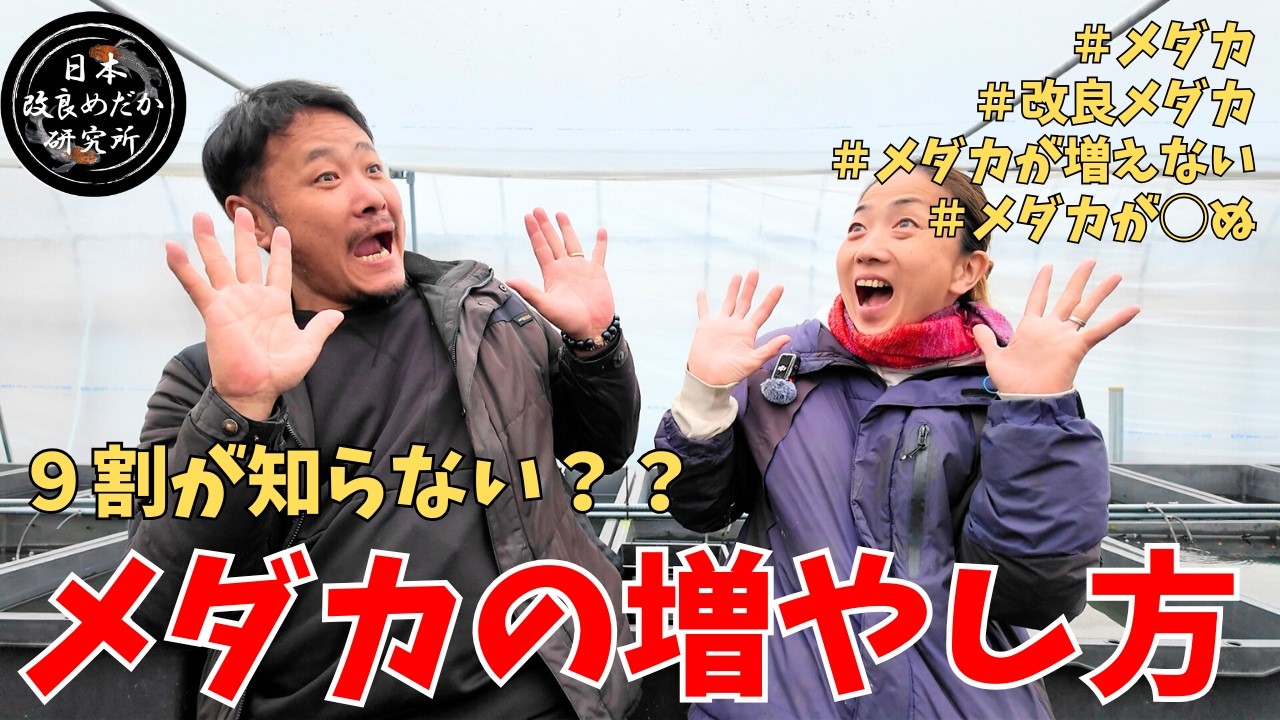 【日め研流】初心者でもできる！メダカを簡単に増やして短期間で大きく育てる最強の方法