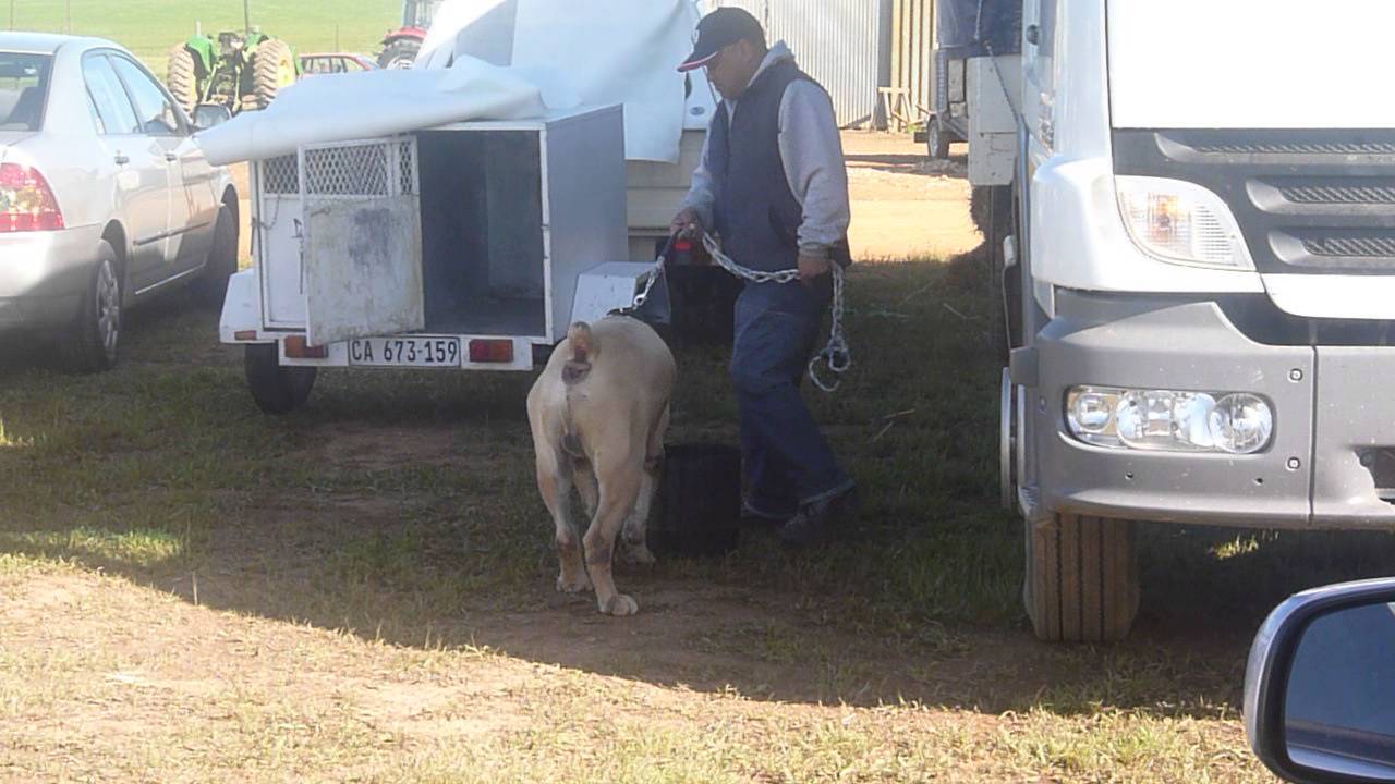 jacob mufasa boerboel