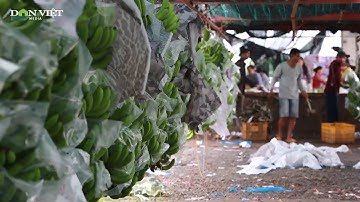 Hiệu quả từ mô hình liên kết sản xuất nông nghiệp công nghệ cao |Dân Việt TV