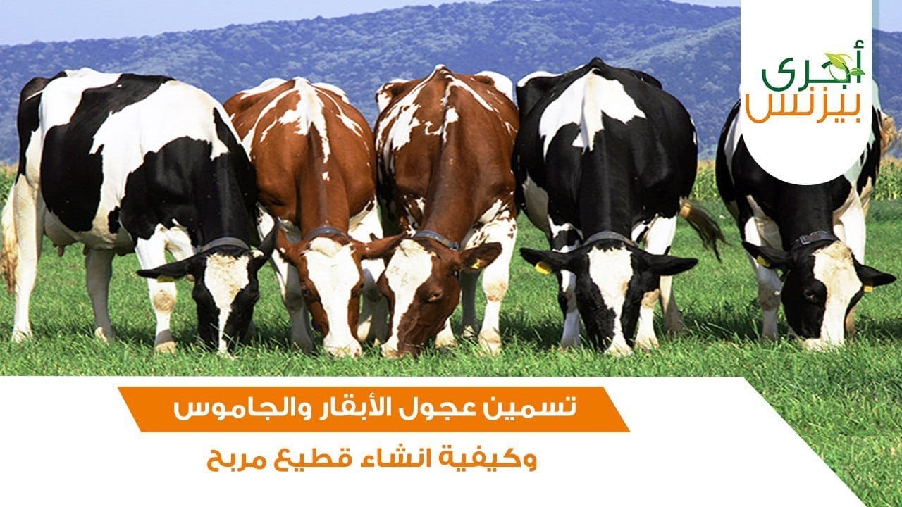 تسمين عجول الأبقار والجاموس وكيفية انشاء قطيع مربح