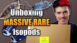 Unboxing a TON of MASSIVE and RARE Isopods!