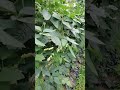 Tuloy tuloy dapat sa harvest -trellising Sitaw / string beans