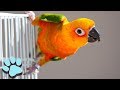 17 Funny Talking Birds! | Hilarious Pet Compilation