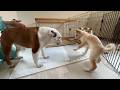 譲渡会の翌日、ほとんど歩けなかった介護犬に信じられない奇跡が起こりました！！