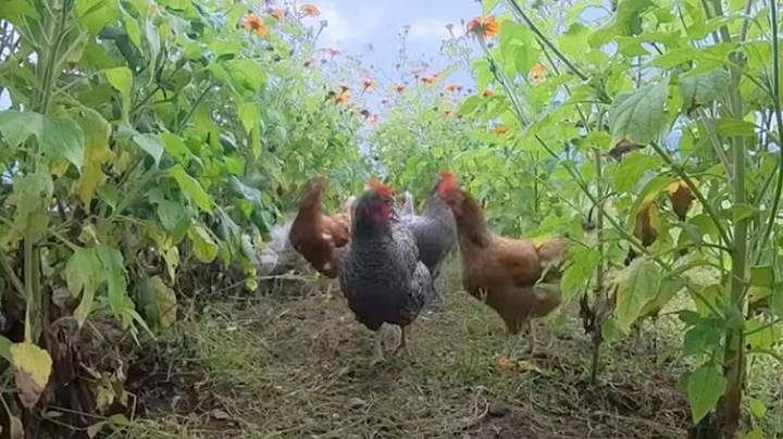 Rotational Grazing: Chicken Soil Engineers in Gardens & Pastures