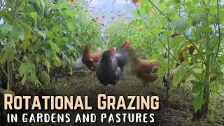 Rotational Grazing: Chicken Soil Engineers in Gardens & Pastures