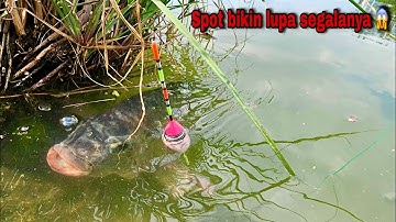 Mancing ikan Nila di sungai ini pasti lupa segalanya umpan baru turun langsung di makan BABON