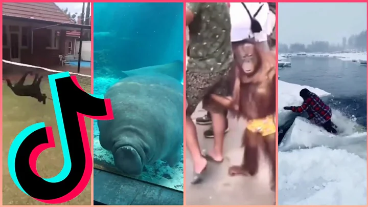 Wee Meme TikTok Compilation Part-1 (Try Not To Laugh) | Me voy matar wee