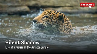 Silent Shadow | Life of a Jaguar in the Amazon Jungle