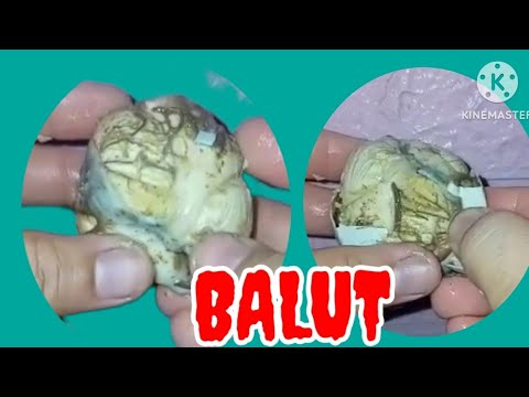 #ASMR CRACKING BALUT EGG EMBRYO 🥚🐣#SATISFYING#EGG#BALUT - YouTube