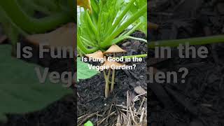 Is It Good To Have Fungi Growing In Your Veggie Garden?