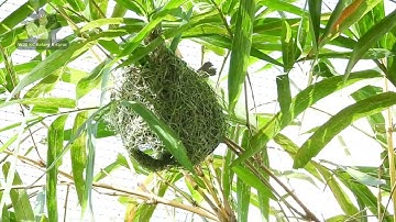 Mau Lihat Burung Manyar (Tempua) Buat Sarang di Aviary Semi Alam ? Update 6 bulan Aviary Semi Alam