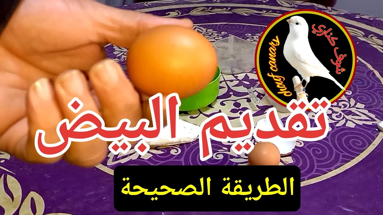 طريقة تقديم البيض للكناري - نصائح في تغذية طيور الكناري
