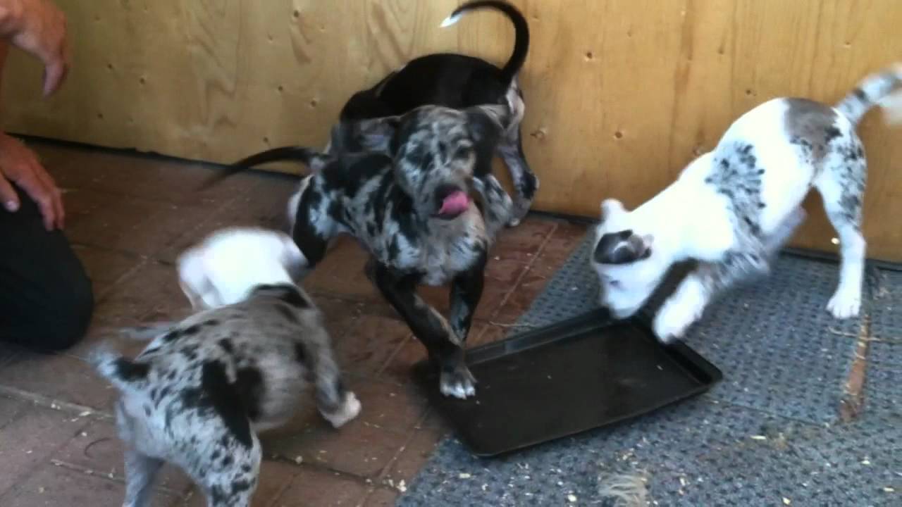 removal of fallopian tube Catahoula Puppies