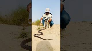 😱 Brave Desert Snake Rescue