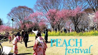 Peach Blossoms Festival of Koga park in Ibaraki | 4K Japan Walk | #explorejapan #japan #4k