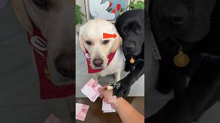Akibat iri anjing ini malah dapat uang lebih sedikit 🐶
