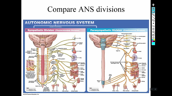 Sympathetic division of the autonomic nervous system