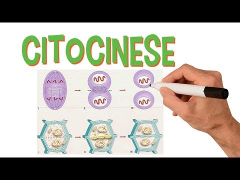 Vídeo: Qual é o processo de citocinese nas células vegetais?