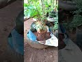 cara tanam bonsai mentaos dari ground ke pot, part 2