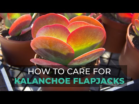 Video: Growing Paddle Plants: Lær om Kalanchoe Paddle Plant Care