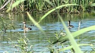 wandering whistling-ducks Wanganella swamps 18 January 2011 Philip Maher