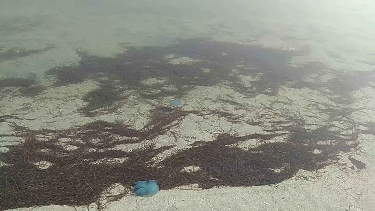 Вода в заливе сегодня. Медузы Персидского залива. Медузы в персидском заливе ОАЭ. Рыбы Персидского залива. Обитатели Персидского залива в ОАЭ.