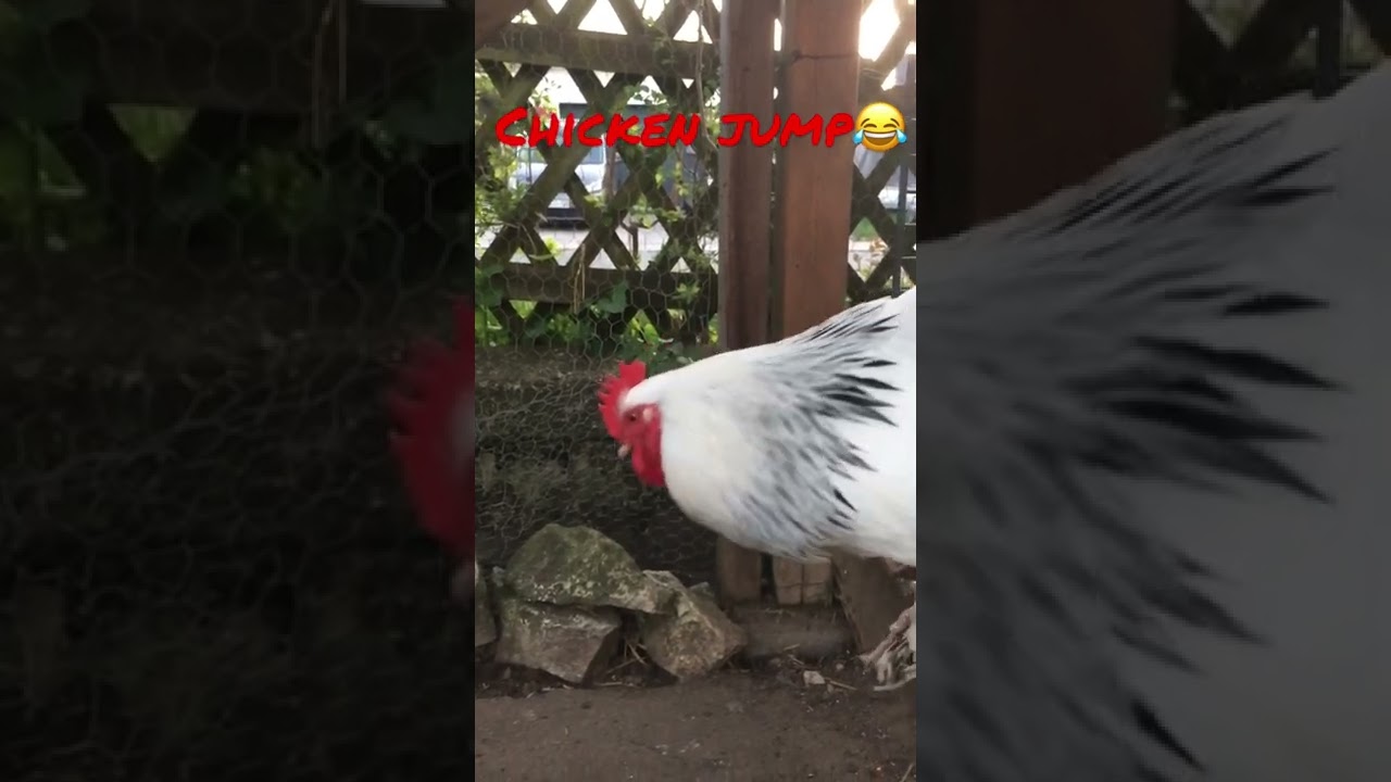 Rooster jump😂🐔🐣