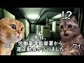 なぜブラック企業が無くならないのか【猫ミーム】