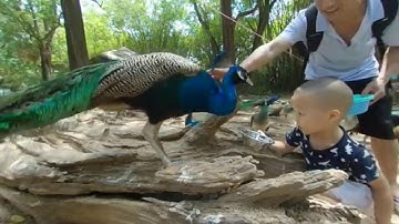 Zoo Tour-180 3D footage shot by QooCam
