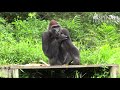 The aspinall foundation save the life of a gorilla with polio