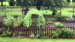 Cucumber Arbor Completely Covered Now