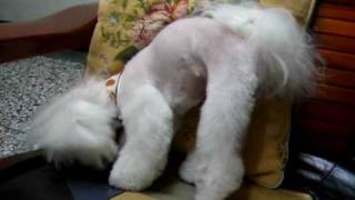 20100524剪毛後開心又疲累的圓仔.AVI