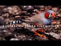 Australian Zebra Finch | The call of the finch bird | Bird Meditation Music | Healing Music