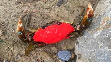 Thảo Cady đi bắt các con vật bằng hàm răng cá sấu, con cua, con ếch, con cua vàng.