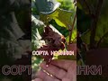 ФУНДУК  в САДУ, для случайных зрителей