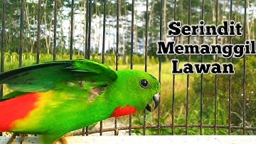Serindit Pikat Memanggil Lawan Di Hutan