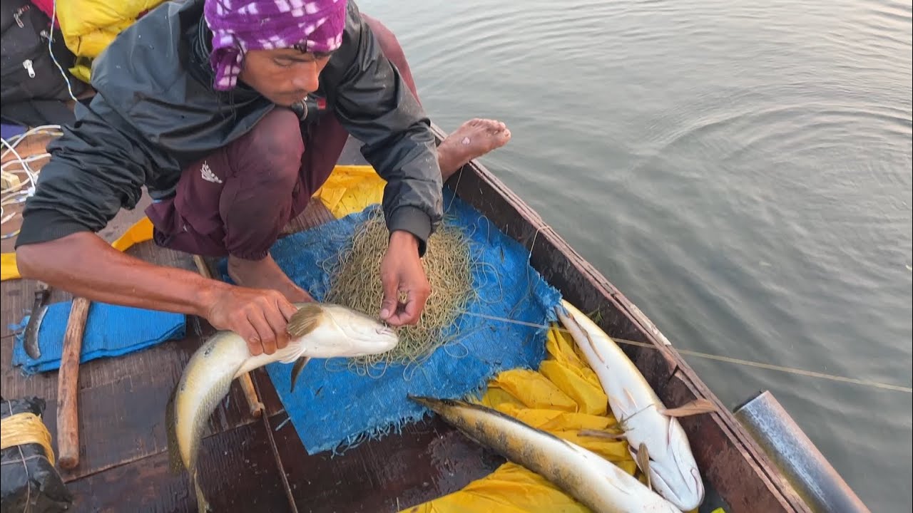 Fishing videos🎣।। King Snakehead Maral Fish Hunting।। Hook Fishing ...