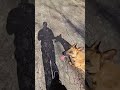 Watch how well trained Maddie is! #traineddog #walk #gsdlovers