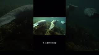 Learn about Manatees and their Sense of touch