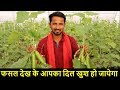 खीरे की खतरनाक-मालामाल खेती 🔥🔥Cucumber Farming in India | Polyhouse vs. Open Field Farming