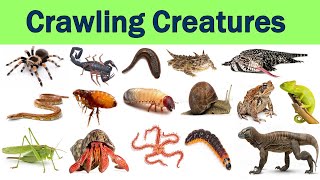 100 crawling and creeping animals | animal that crawl | crawl animals name list