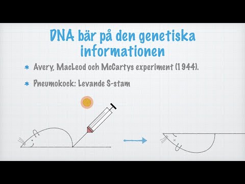 Video: Vad visade Avery MacLeod och McCartys experiment?